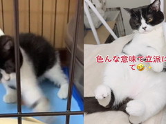 スレンダーな子猫ちゃん→おっさん化した現在のビフォーアフター