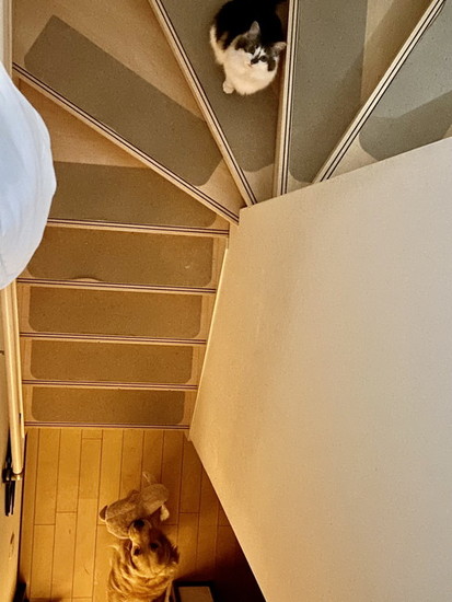 階段の猫と犬
