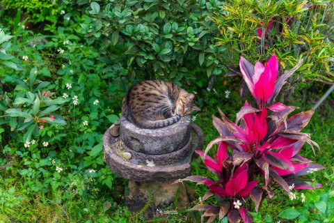 石の上で寝てる猫