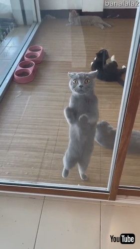 uCute Cat Dances Behind Window || ViralHogv