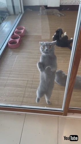 uCute Cat Dances Behind Window || ViralHogv