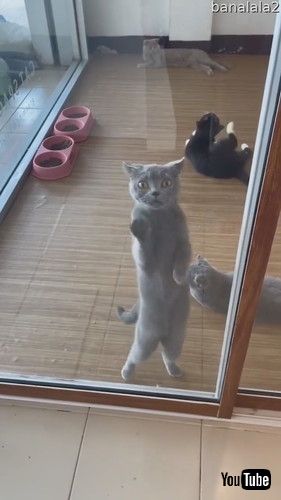 uCute Cat Dances Behind Window || ViralHogv