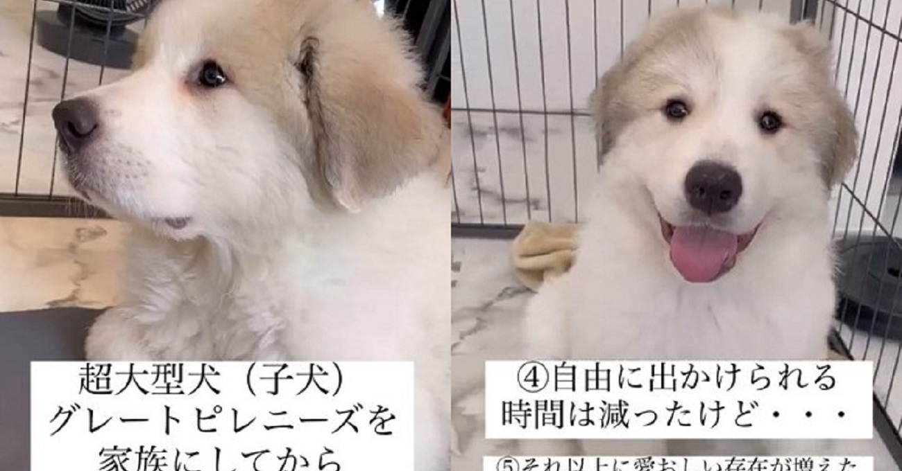 超大型犬の子犬を迎えた飼い主の“5つの変化”に共感続々 「どこのお宅も同じ」「懐かしいです（笑）」（要約） - ねとらぼ