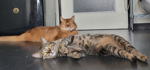 床でくつろぐ猫2匹