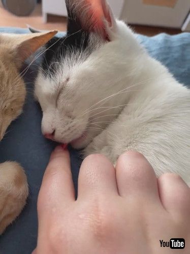 uPoking a Sleeping Kitty's Little Tongue || ViralHogv