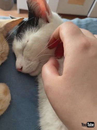 uPoking a Sleeping Kitty's Little Tongue || ViralHogv