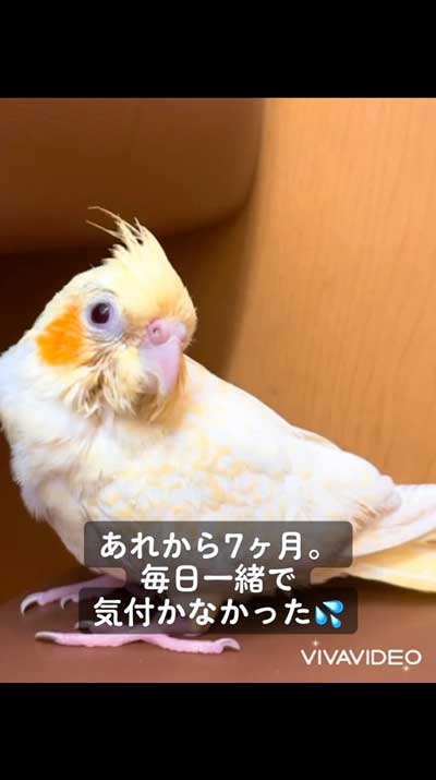 羽がきれいになったオカメインコ