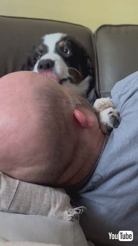 uWet Willy From Cuddly Puppy's Tongue || ViralHogv