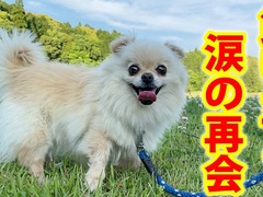 深夜、ひとりで道路を横切るワンコを保護→捨て犬かと思ったら 