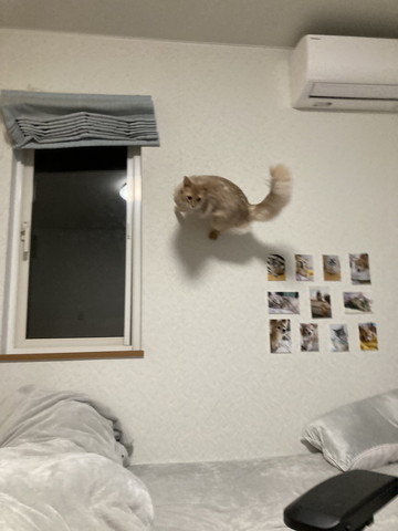 壁を走る猫