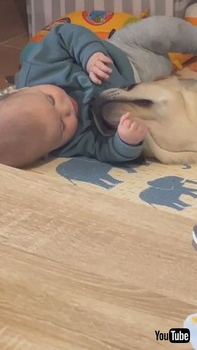 「Toddler And Labrador Love to Spend Time Together - 1426203」