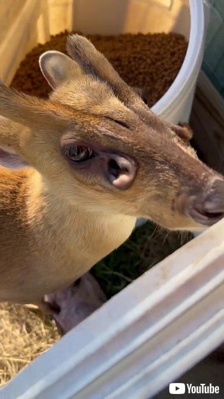 鹿の目の下にあらわれた“謎の穴”にギョッ…… 「まるで宇宙人」臭腺の興味深い働きに注目が集まる【米】 (l_am2307_shika01