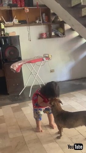 uEvery Dog Gets A Kiss || ViralHogv