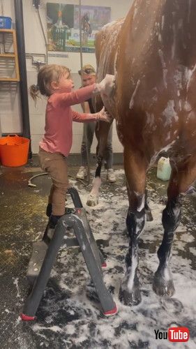 u2-Year-Old Helps Bathe Show Horse || ViralHogv