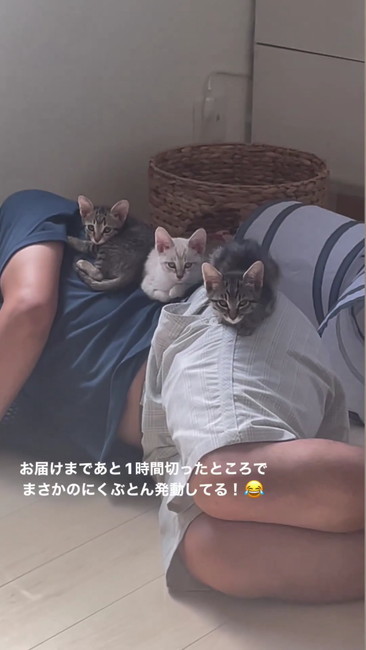 パパと猫