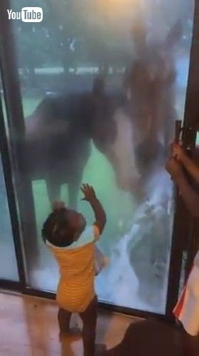 uHorses Attempt to Enter Inside House to Play With Toddler - 1429477v