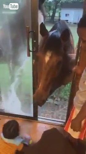 uHorses Attempt to Enter Inside House to Play With Toddler - 1429477v
