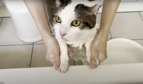 前足洗ってもらう猫