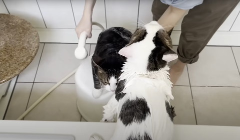 椅子の上に猫と浴室に猫