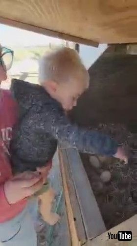 uKid Collects Eggs For His Mommy From Chicken Coop - 1389741v