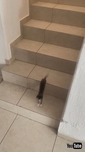 uKitten Hops Down the Stairs || ViralHogv