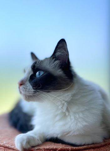 ブルーの瞳猫横顔