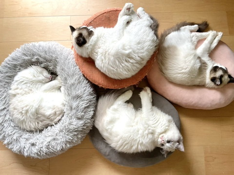 横になる猫4匹