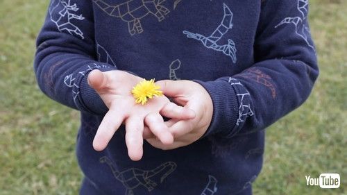 uKid Collects Dandelions in His Toy Truck From Park - 1432946v