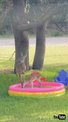 uFawn Tries The Kiddie Pool || ViralHogv