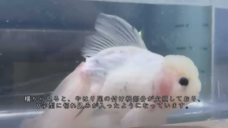 高級金魚を「余命1週間だから」とタダでもらい…… 必死で看病する飼い主と生きようとする金魚に「涙が出ました」 (l_miya
