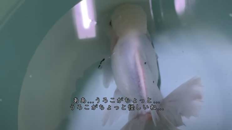 高級金魚を「余命1週間だから」とタダでもらい…… 必死で看病する飼い主と生きようとする金魚に「涙が出ました」 (l_miya
