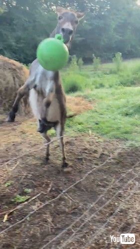 uDonkey Loving The New Green Ball || ViralHogv