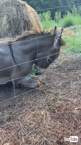 uDonkey Loving The New Green Ball || ViralHogv