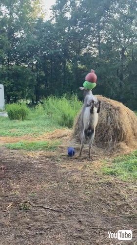 uDonkey Loving The New Green Ball || ViralHogv