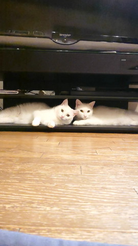 テレビ台の下に猫に2匹