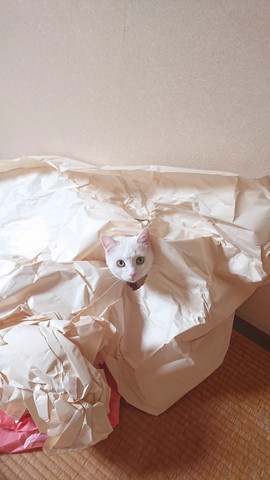 紙から顔出す猫