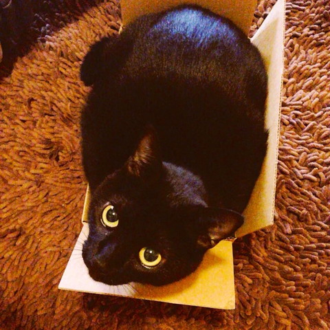 箱らしきものの上で上目遣い猫