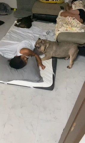 息子と寝たい犬