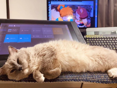 パソコン前で寝る猫