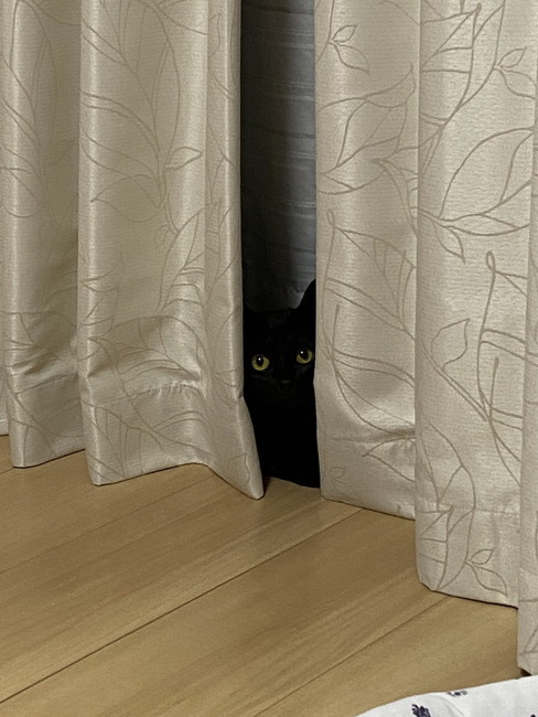 カーテンからのぞく猫