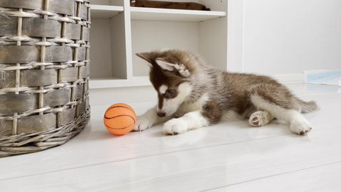 バスケットボールと子犬
