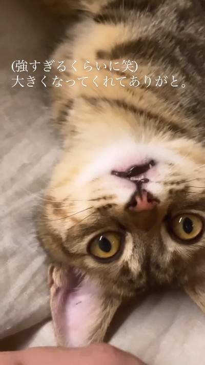 成長した猫寝てる姿