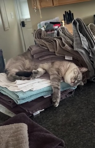 洗濯物大好き猫