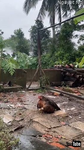 uMother Hen Shields Her Chicks From the Rain || ViralHogv