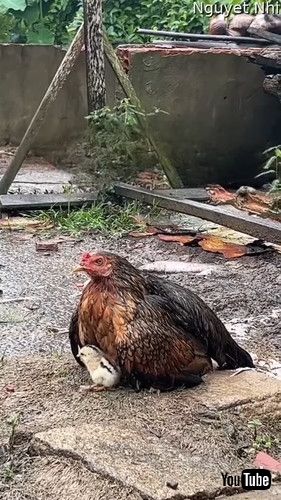 uMother Hen Shields Her Chicks From the Rain || ViralHogv