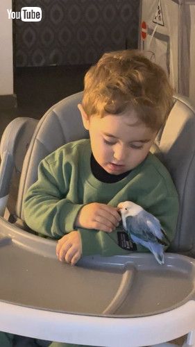 「A Lovebird and His Best Friend || ViralHog」