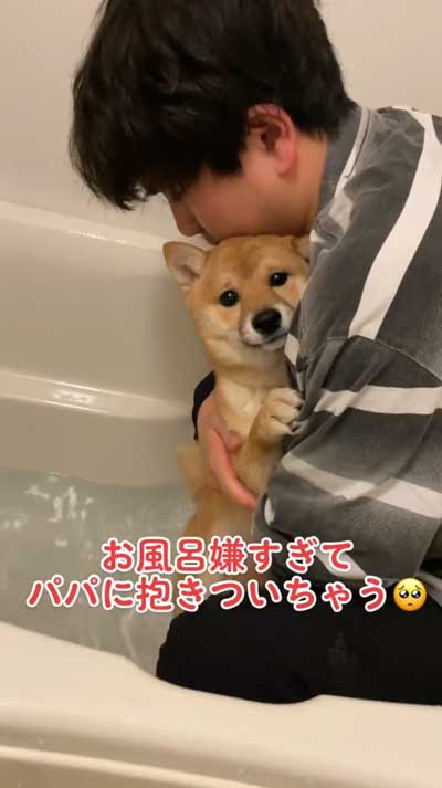 お風呂が苦手な柴犬パパに抱きつく
