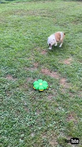 uPlayful Dog Startled By Spontaneous Ball Transformation || ViralHogv