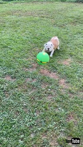 uPlayful Dog Startled By Spontaneous Ball Transformation || ViralHogv