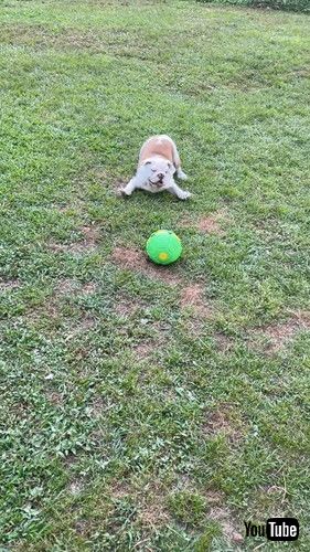 uPlayful Dog Startled By Spontaneous Ball Transformation || ViralHogv